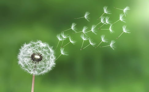The current image has no alternative text. The file name is: dandelion-ease-flight-thumb.jpg